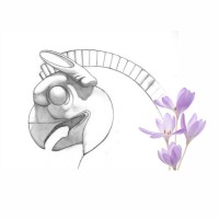 Zoroaster Rugs logo - Similar company to Parsi Teb