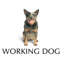 Working Dog Productions logo - Similar company to Seven Studios