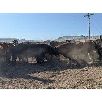 Wells Cattle Ranch, LLC logo - Similar company to Select Sheds