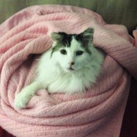 Fish Creek 24 Hour Pet Hospital