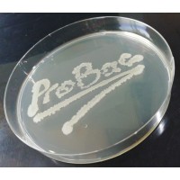 ProBac 2023-2026 logo - Similar company to Probac Ltda. Business Analytics Consultancy, Servicios De Ingeniería