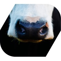 Fazenda Batovi logo - Similar company to Algodoeira T C A