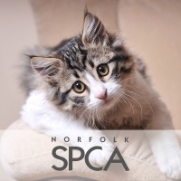 Norfolk SPCA logo - Similar company to Chesapeake Humane Society