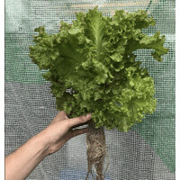 Hydroponic Innovation Hub logo - Similar company to Braga Farms