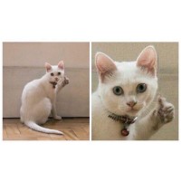 Barbetta SPA logo - Similar company to Barbetta