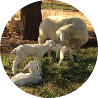 Good Shepherd Farm