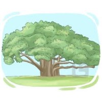 Buttonwood Capital Inc. logo - Similar company to Watershed Equity