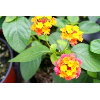 Naturally Beautiful Plant Products Llc