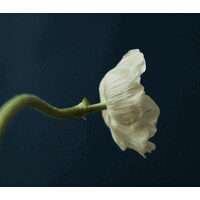 anémone Consulting logo - Similar company to Rue Du Luxe | Elevating Talent In Luxury