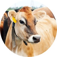 Northeast Dairy Business Innovation Center logo - Similar company to Khrown