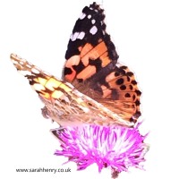 Sarah Henry Safeguarding Consultancy LTD logo - Similar company to Moggerhanger Park