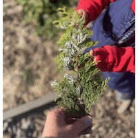 Brave Nature School