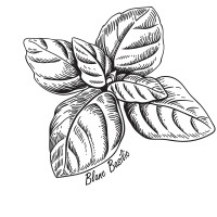 Blanc Basilic