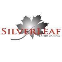 Silverleaf