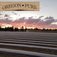 Oregon Pure logo - email format related to Cyrus CBD