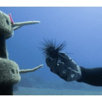 Reef Grazer Research logo - Similar company to Environmental Physics (Up) Group