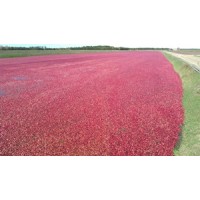 Saddle Mound Cranberry logo - Similar company to Spotless Co.