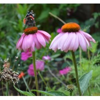 Cambridge Flower Journal logo - Similar company to Arts In Medicine Projects