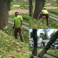 Tree Tactic LLC logo - Similar company to Tree Traction