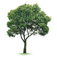 Arboreal Risk Advisors logo - Similar company to Hexagon