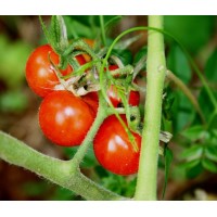 Connect Farmer logo - Similar company to Connectfarm
