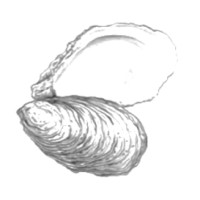 Maine Shellfish Developers LLC