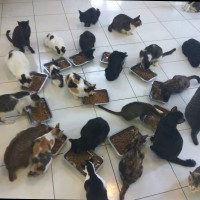 Cats & Kittens Rescue - Andi Rismana logo - Similar company to Kucing Lucu