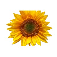 girasole.site logo - Similar company to Comparabile
