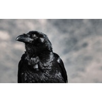 Grow Crows Startup nest logo - Similar company to Netap Business Studio