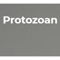 Protozoan logo - Similar company to Cmio Netwerk Eerste Lijn