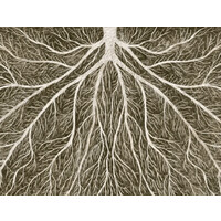Mycelial Law logo - Similar company to Kinship Earth