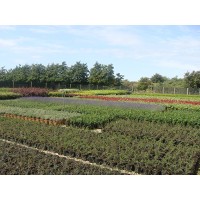 Glendale Horticulture