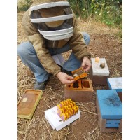 Apicoltura MielDoro logo - Similar company to 6499 Group