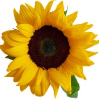 Sunflower Developments and Enterprises logo - Similar company to Moeen Centre