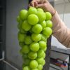 NEURONIX FRESH FRUITS PRIVATE LIMITED logo - Similar company to Excel Agri Genetics Private Limited