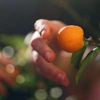 Orchard Street logo - Similar company to Daly