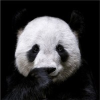 P&NDA® logo - Similar company to Nda First Aid Training Ltd.