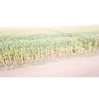 Sgc Agro Monitoramento Agrícola