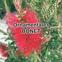Ornamentales Bonet S.L logo - Similar company to Tomate Verde
