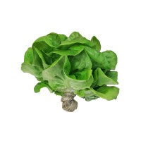 Alexander Ranch Inc. Hydroponic Produce logo - Similar company to Segetis
