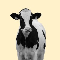 CREAM STUDIOS logo - Similar company to Somerce