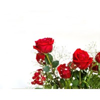 Red rose