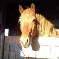 equitherapie LibrePassion logo - Similar company to International Bachelor Communication And Media