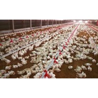 Ballin integrated farm solutions logo - Similar company to Peculiar D Farm