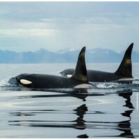 Orcas Pod logo - Similar company to Orcas
