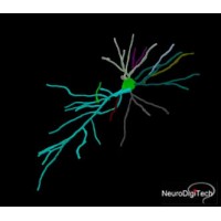 Neurodigitech, a Neuro-based CRO Biotech logo - Similar company to Neurodigitx