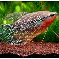 Aquarium Ornamental Fish Barishal logo - Similar company to Jothi Aquatics