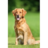 Testeando PCPage logo - Similar company to Dta S.A.