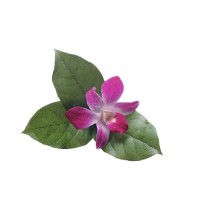 Harmoni Jiwa logo - Similar company to Underneath The Moon