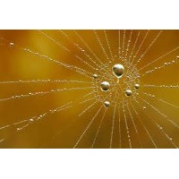 GWC Goldenweb Consulting logo - Similar company to Asian Investment Opportunities